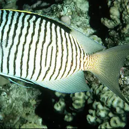 Lyretail Angelfish