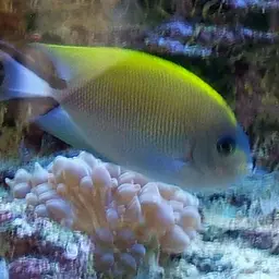 Lyretail Angelfish, photo 2