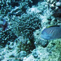 Lyretail Angelfish, photo 3