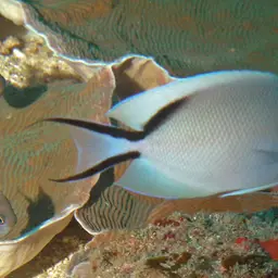 Lyretail Angelfish, photo 4