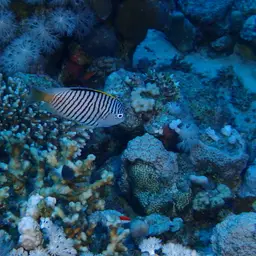 Lyretail Angelfish, photo 5