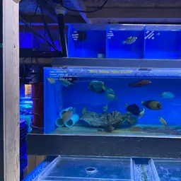 Lyretail Angelfish, photo 6