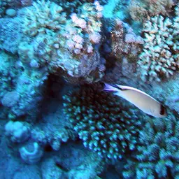 Lyretail Angelfish, photo 7