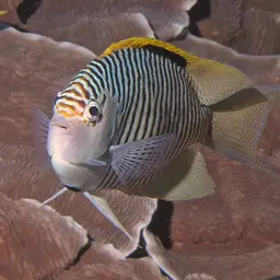 Lyretail Angelfish, photo 8