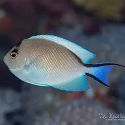 Lyretail Angelfish, photo 9