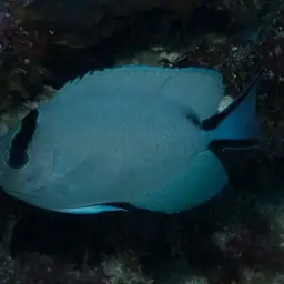 Lyretail Angelfish, photo 11