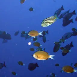 Lyretail Angelfish, photo 12