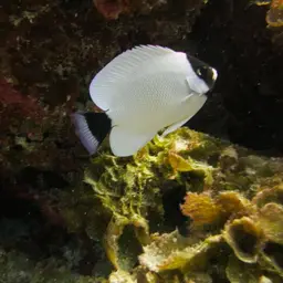 Masked Angelfish