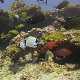 Masked Angelfish, photo 2