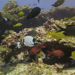 Masked Angelfish, photo 3