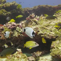 Masked Angelfish, photo 4