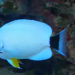 Masked Angelfish, photo 5