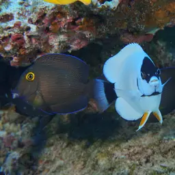 Masked Angelfish, photo 6