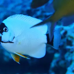 Masked Angelfish, photo 7