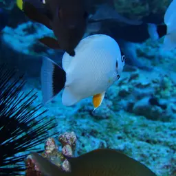 Masked Angelfish, photo 8