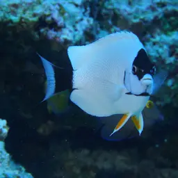 Masked Angelfish, photo 9