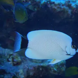 Masked Angelfish, photo 10