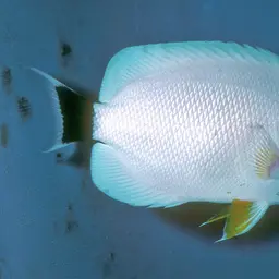 Masked Angelfish, photo 11