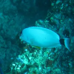 Masked Angelfish, photo 12
