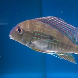 Threadfin Eartheater, photo 1