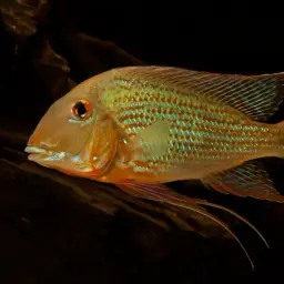 Threadfin Eartheater, photo 2