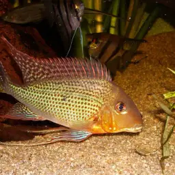 Threadfin Eartheater, photo 3