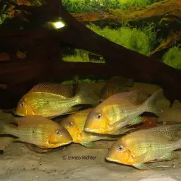 Threadfin Eartheater, photo 4