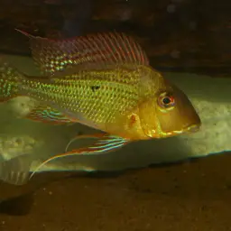 Threadfin Eartheater, photo 5