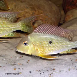 Threadfin Eartheater, photo 6