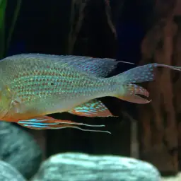 Threadfin Eartheater, photo 7