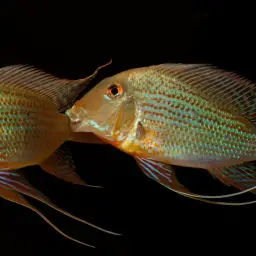 Threadfin Eartheater, photo 8