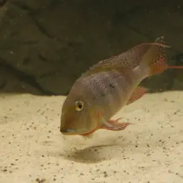Threadfin Eartheater, photo 10