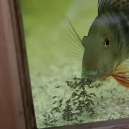 Threadfin Eartheater, photo 11