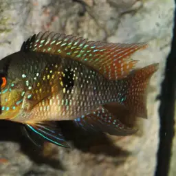 Pearl Cichlid, photo 2