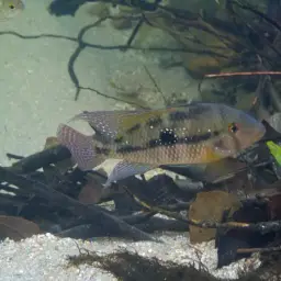 Pearl Cichlid, photo 3
