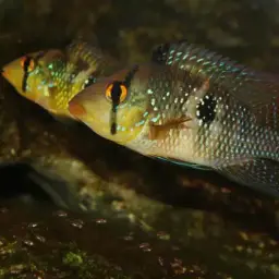 Pearl Cichlid, photo 4
