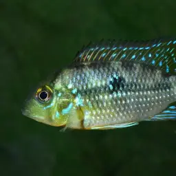 Pearl Cichlid, photo 5