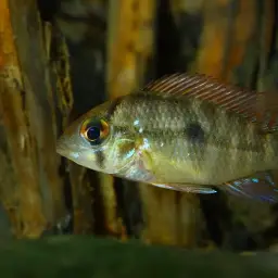 Pearl Cichlid, photo 6