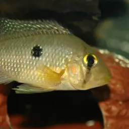 Pearl Cichlid, photo 7