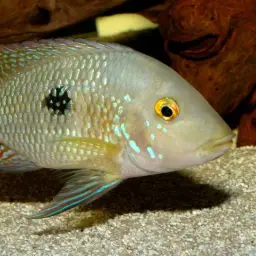 Pearl Cichlid, photo 8