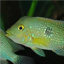 Pearl Cichlid, photo 9
