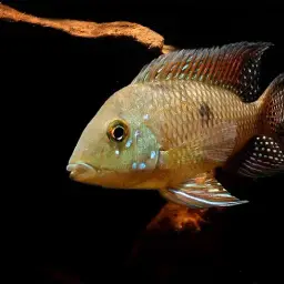 Geophagus iporangensis, photo 2