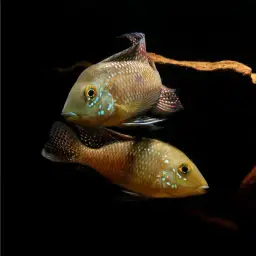 Geophagus iporangensis, photo 3