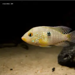 Geophagus iporangensis, photo 4