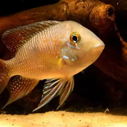 Geophagus iporangensis, photo 5