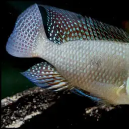 Geophagus iporangensis, photo 6