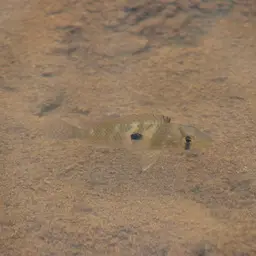 Geophagus iporangensis, photo 7