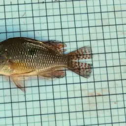 Geophagus iporangensis, photo 8