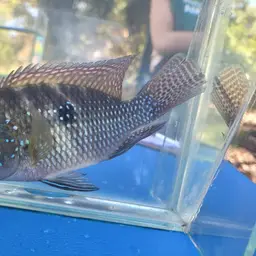 Geophagus iporangensis, photo 9