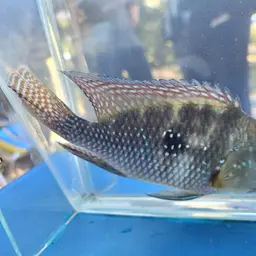 Geophagus iporangensis, photo 10
